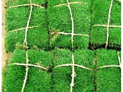 带泥土真草皮马尼拉四季青果岭草草坪草坪庭院绿化植物四季常青