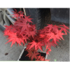 红枫盆栽花卉苗木红枫阳台庭院盆景植物中国红红枫