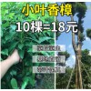 香樟树苗 绿化苗木 驱蚊虫 四季常青 小叶香樟 盆栽地栽