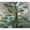 良种苗特大桂花梨子苗嫁接苗木果树苗子沙梨马山蜜梨树苗南方北方