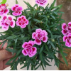 禾丰园 北方耐寒宿根花卉 观赏草花育苗基地长期供应成活率高