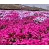 丛生福禄考盆栽 硕茂园艺 喜温暖花卉 花海设计