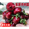 果树庭院阳台盆栽地栽果树苗当年结果保真樱桃 精品车厘子6年苗【带分枝根系好】 70cm(含)-130cm(含)