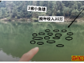 农村又出现一种新型养殖行业，农业大学生利用1亩鱼塘，年入30万 (521播放)